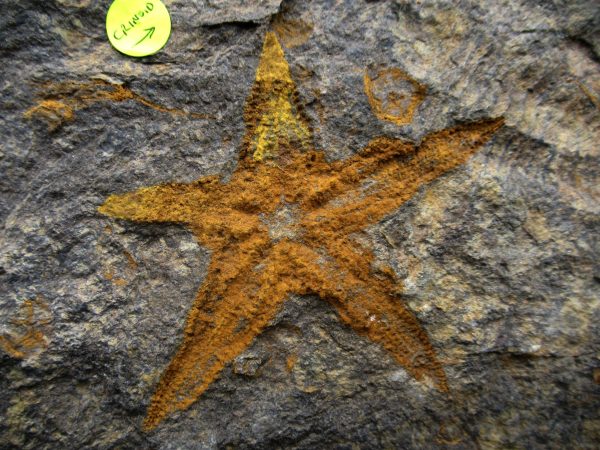 Genuine Ordovician Age Petraster Starfish Fossil for Sale from Morocco #17a