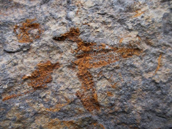 Genuine Ordovician Age Petraster Starfish Fossil for Sale from Morocco #17f