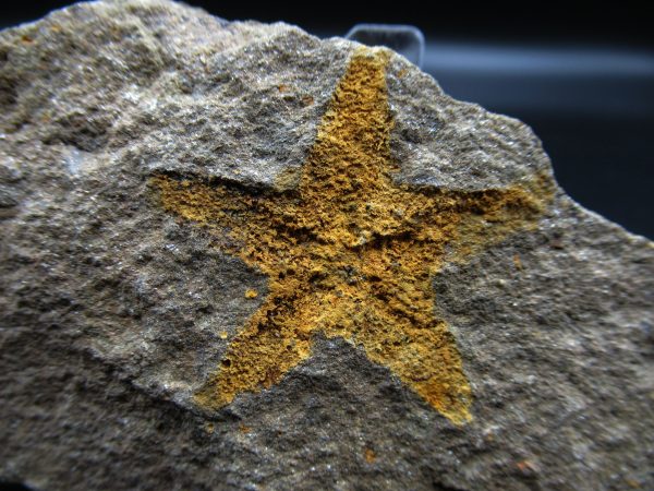 Genuine Ordovician Age Petraster Starfish Fossil for Sale from Morocco #1a