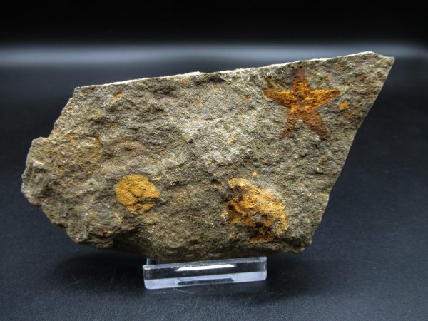 Genuine Ordovician Age Petraster Starfish Fossil for Sale from Morocco #7