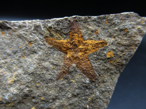 Genuine Ordovician Age Petraster Starfish Fossil for Sale from Morocco #7a