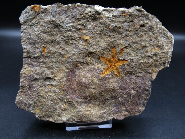 Genuine Ordovician Age Petraster Starfish Fossil for Sale from Morocco #9