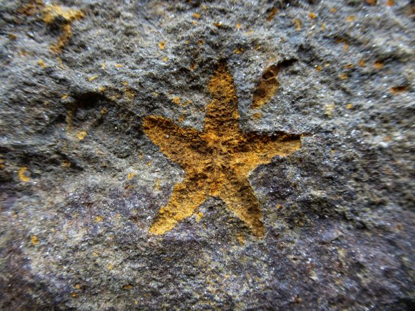 Genuine Ordovician Age Petraster Starfish Fossil for Sale from Morocco #9a