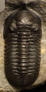 Trilobites for Sale