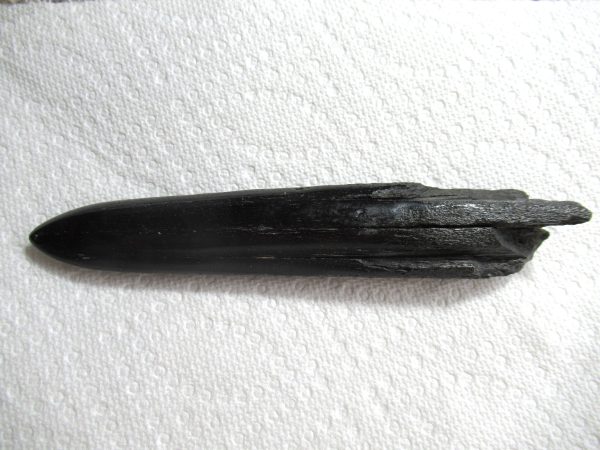 Genuine Miocene Age Swordfish Upper Rostrum Fossils for Sale from S. Carolina #2a