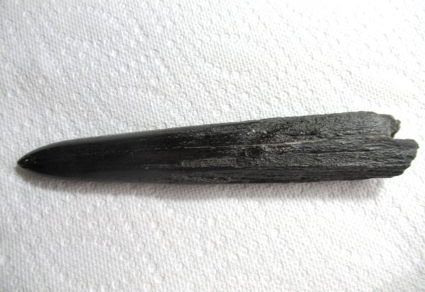 Genuine Miocene Age Swordfish Upper Rostrum Fossils for Sale from S. Carolina #7