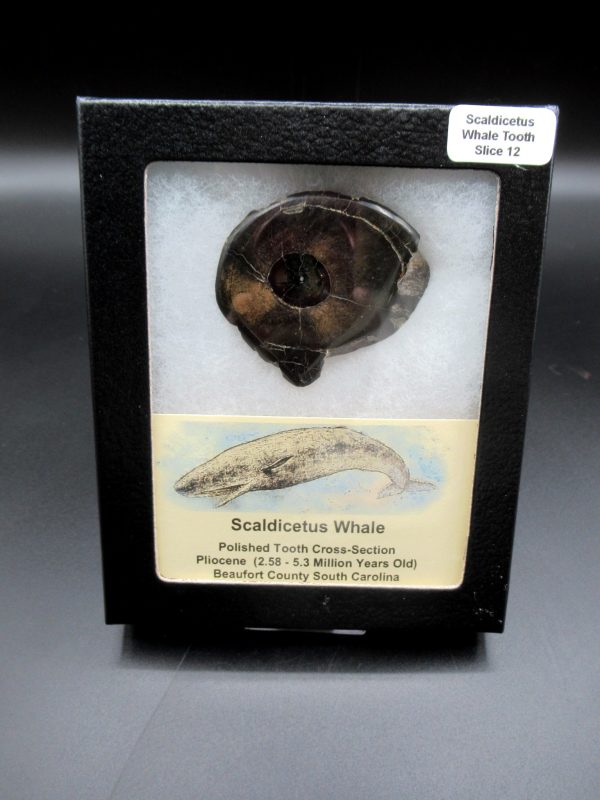 Genuine Pliocene Scaldicetus Whale Tooth For Sale From S. Carolina #12b