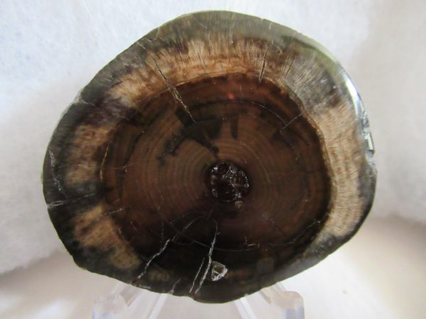 Genuine Pliocene Scaldicetus Whale Tooth For Sale From S. Carolina #14a