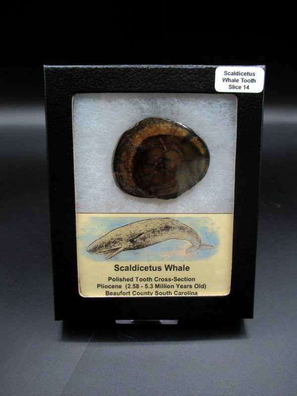 Genuine Pliocene Scaldicetus Whale Tooth For Sale From S. Carolina #14b