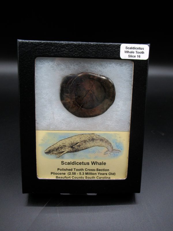 Genuine Pliocene Scaldicetus Whale Tooth For Sale From S. Carolina #16b