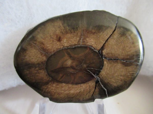 Genuine Pliocene Scaldicetus Whale Tooth For Sale From S. Carolina #18