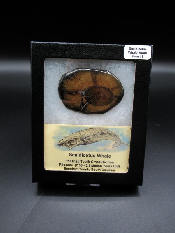 Genuine Pliocene Scaldicetus Whale Tooth For Sale From S. Carolina #18b