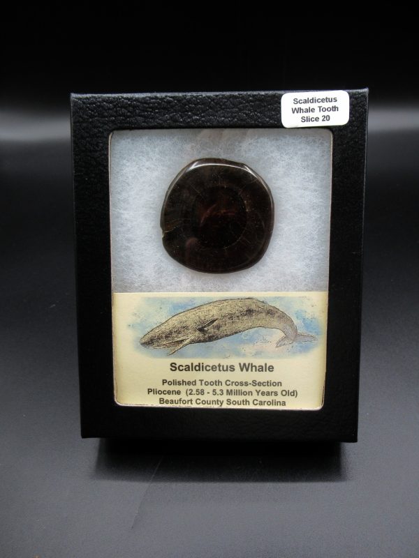 Genuine Pliocene Scaldicetus Whale Tooth For Sale From S. Carolina #20b