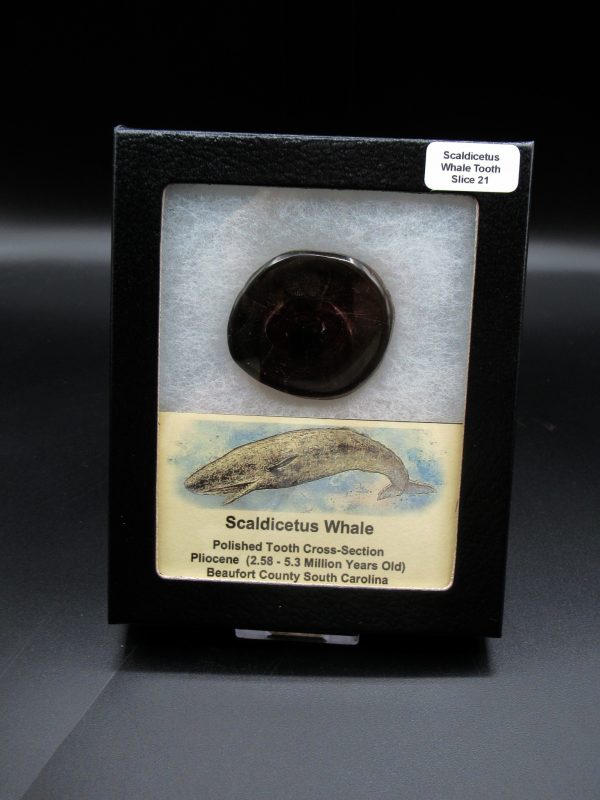 Genuine Pliocene Scaldicetus Whale Tooth For Sale From S. Carolina #21b