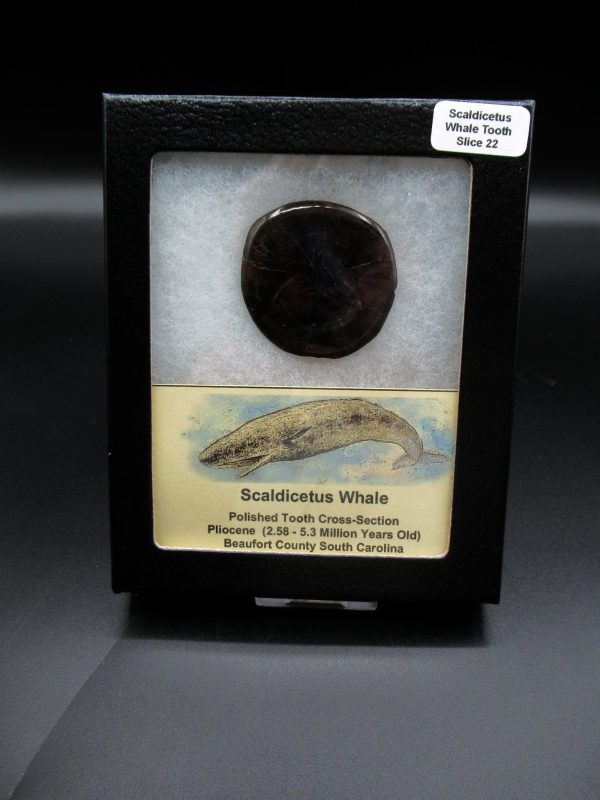 Genuine Pliocene Scaldicetus Whale Tooth For Sale From S. Carolina #22b