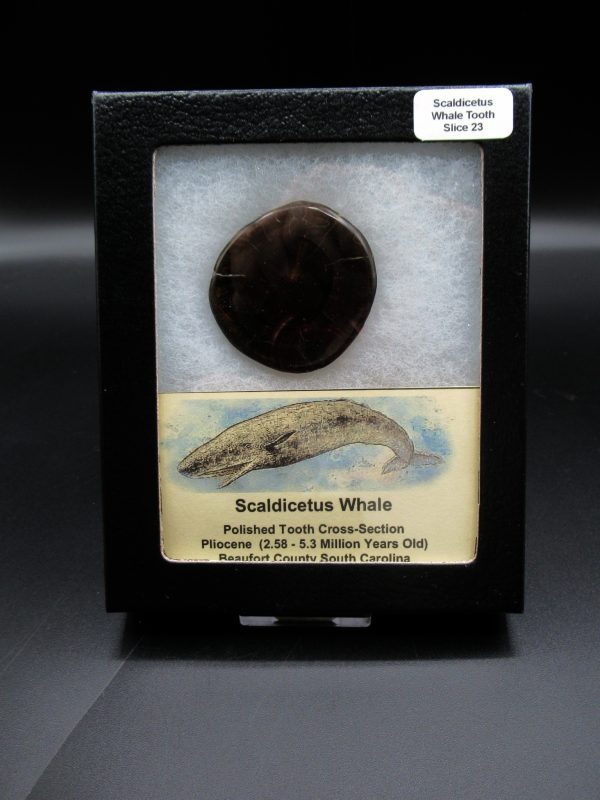 Genuine Pliocene Scaldicetus Whale Tooth For Sale From S. Carolina #23b