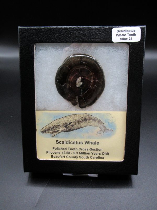 Genuine Pliocene Scaldicetus Whale Tooth For Sale From S. Carolina #24b