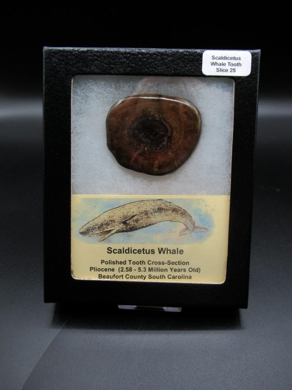 Genuine Pliocene Scaldicetus Whale Tooth For Sale From S. Carolina #25b