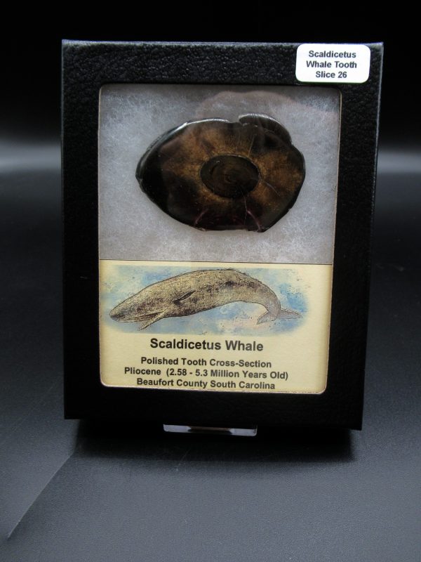 Genuine Pliocene Scaldicetus Whale Tooth For Sale From S. Carolina #26b