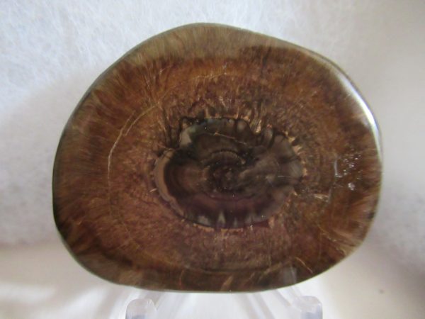 Genuine Pliocene Scaldicetus Whale Tooth For Sale From S. Carolina #28a