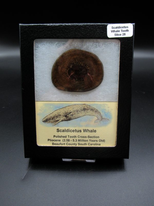 Genuine Pliocene Scaldicetus Whale Tooth For Sale From S. Carolina #28b