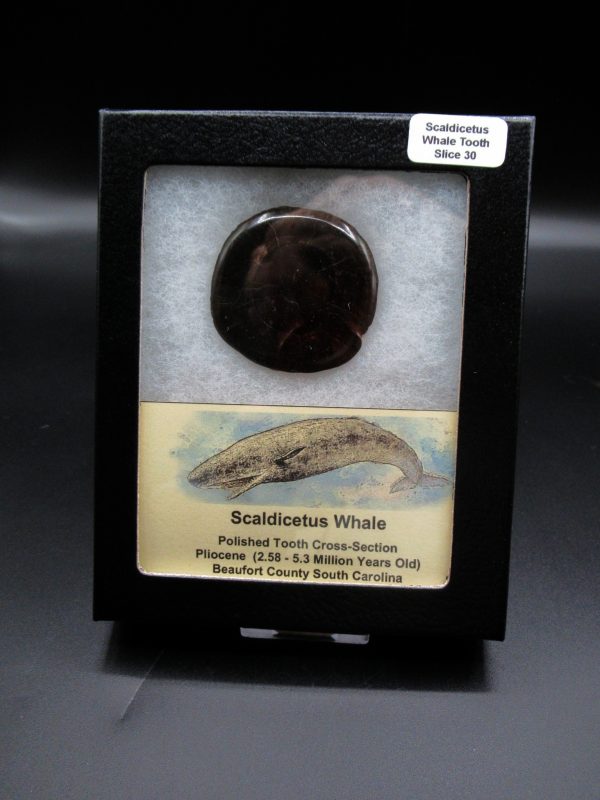 Genuine Pliocene Scaldicetus Whale Tooth For Sale From S. Carolina #30b