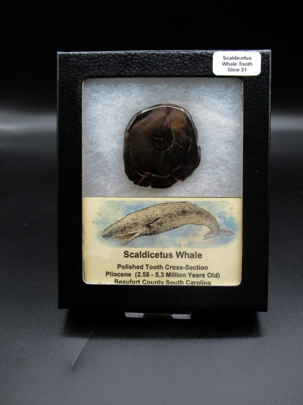 Genuine Pliocene Scaldicetus Whale Tooth For Sale From S. Carolina #31b