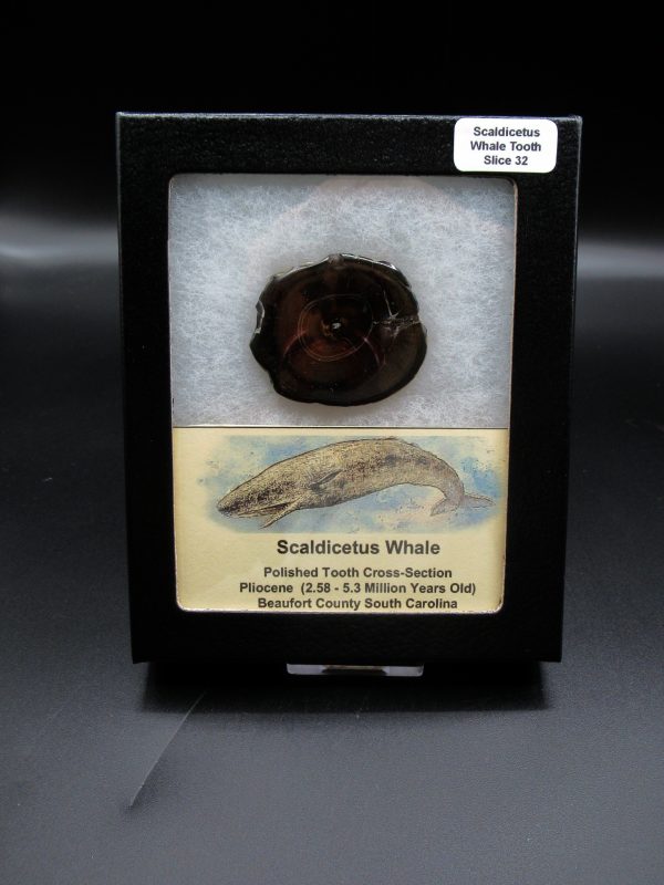 Genuine Pliocene Scaldicetus Whale Tooth For Sale From S. Carolina #32b