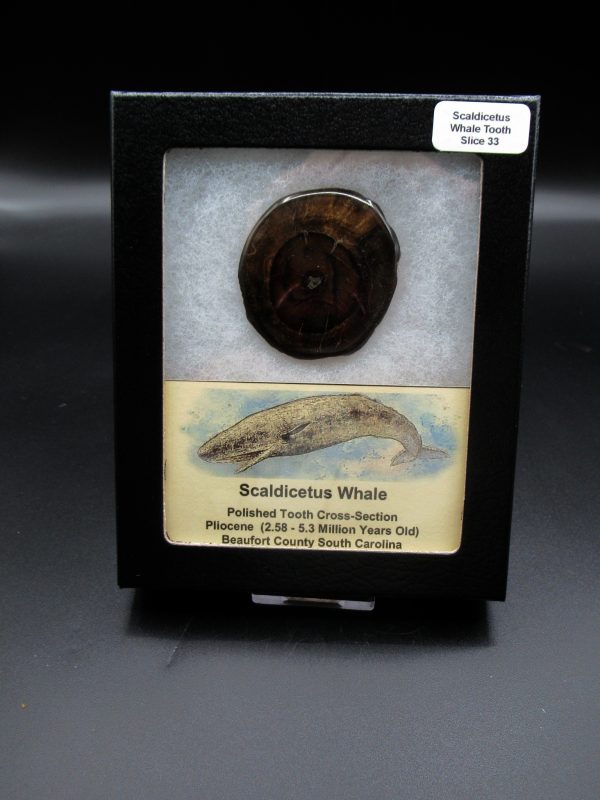 Genuine Pliocene Scaldicetus Whale Tooth For Sale From S. Carolina #33b