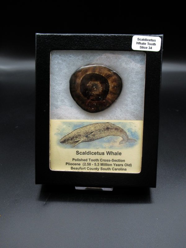 Genuine Pliocene Scaldicetus Whale Tooth For Sale From S. Carolina #34b