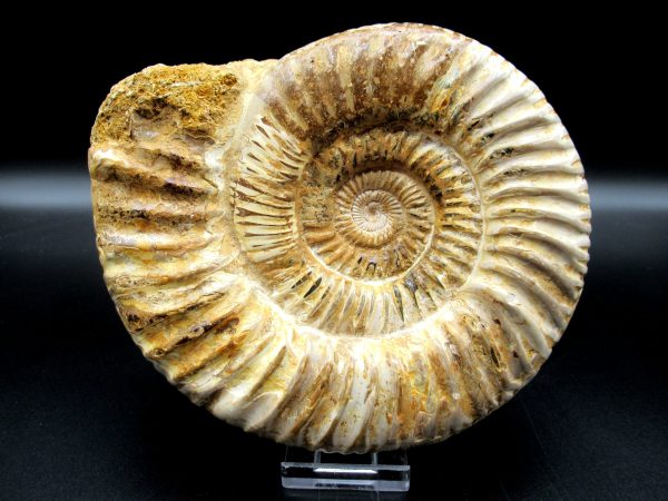 Genuine Jurassic Age Perisphinctes Ammonite Fossil for Sale from Madagascaar #25