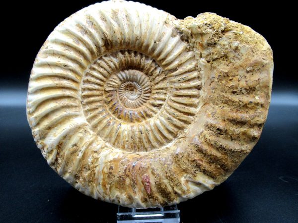 Genuine Jurassic Age Perisphinctes Ammonite Fossil for Sale from Madagascaar #25a