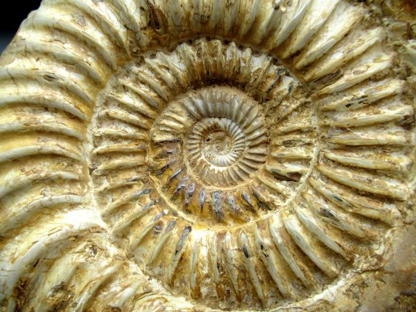 Genuine Jurassic Age Perisphinctes Ammonite Fossil for Sale from Madagascaar #25b