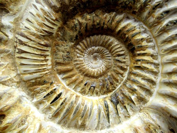 Genuine Jurassic Age Perisphinctes Ammonite Fossil for Sale from Madagascaar #25c