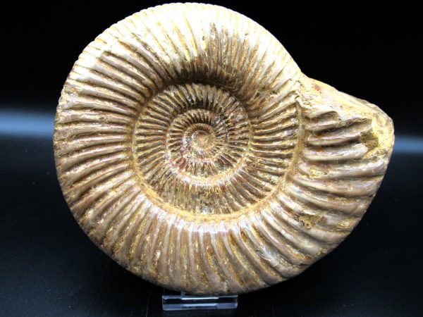 Genuine Jurassic Age Perisphinctes Ammonite Fossil for Sale from Madagascaar #26