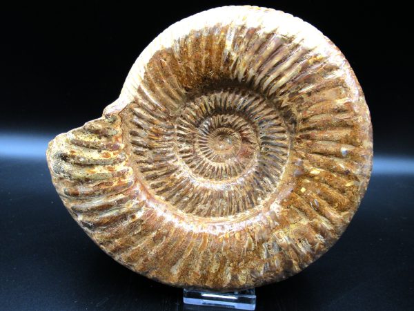 Genuine Jurassic Age Perisphinctes Ammonite Fossil for Sale from Madagascaar #26a