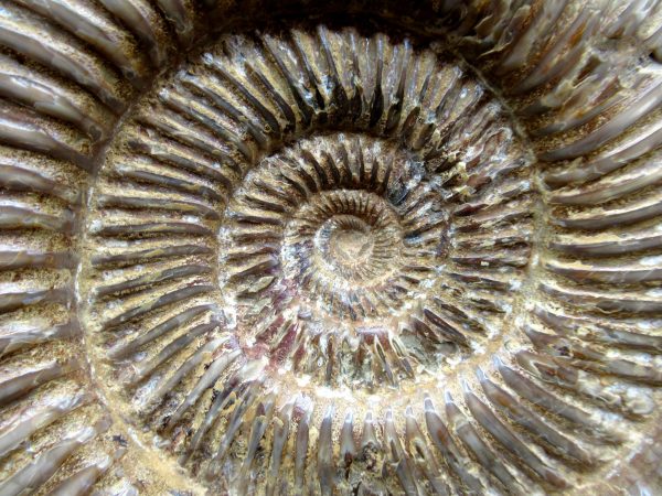 Genuine Jurassic Age Perisphinctes Ammonite Fossil for Sale from Madagascaar #26b