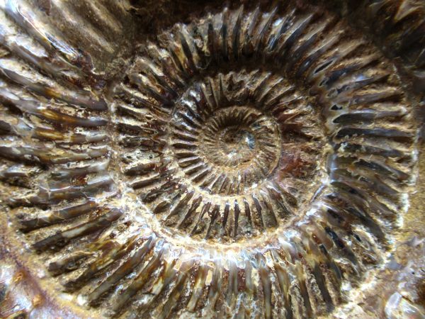 Genuine Jurassic Age Perisphinctes Ammonite Fossil for Sale from Madagascaar #26c