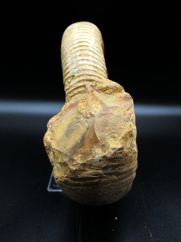 Genuine Jurassic Age Perisphinctes Ammonite Fossil for Sale from Madagascaar #26d