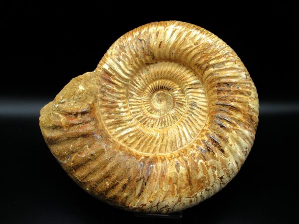 Genuine Jurassic Age Perisphinctes Ammonite Fossil for Sale from Madagascaar #27