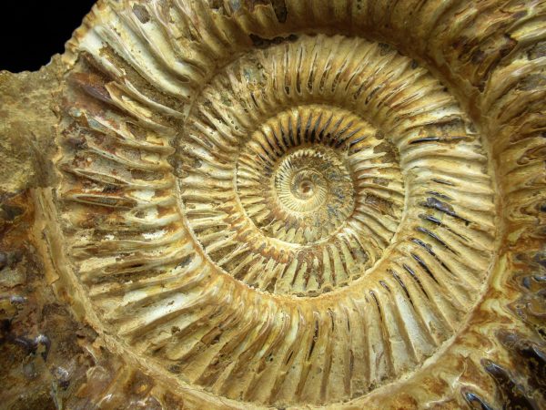 Genuine Jurassic Age Perisphinctes Ammonite Fossil for Sale from Madagascaar #27a