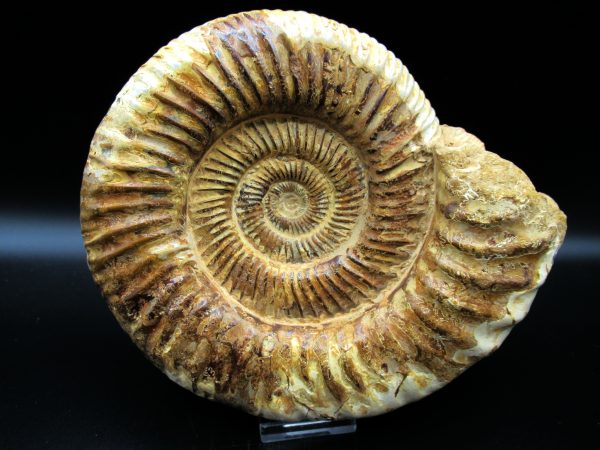 Genuine Jurassic Age Perisphinctes Ammonite Fossil for Sale from Madagascaar #27b