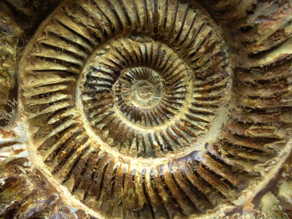 Genuine Jurassic Age Perisphinctes Ammonite Fossil for Sale from Madagascaar #27c