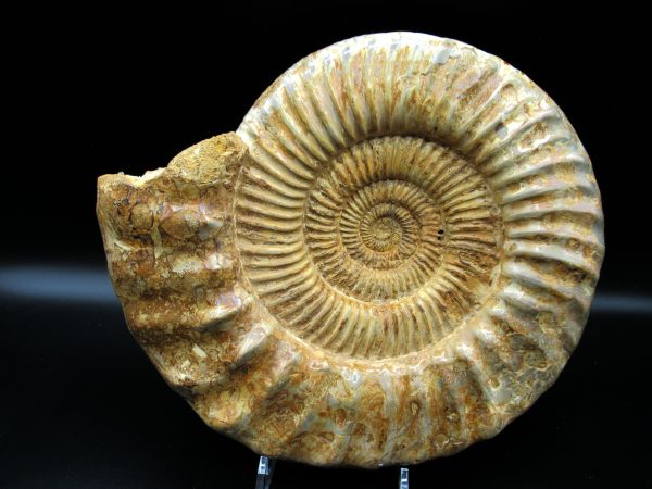 Genuine Jurassic Age Perisphinctes Ammonite Fossil for Sale from Madagascaar #28