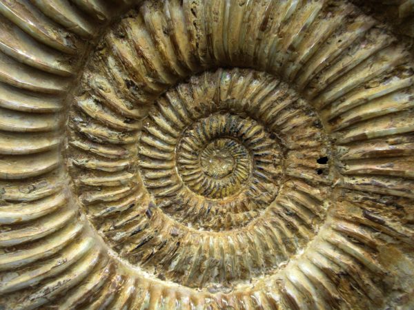 Genuine Jurassic Age Perisphinctes Ammonite Fossil for Sale from Madagascaar #28a