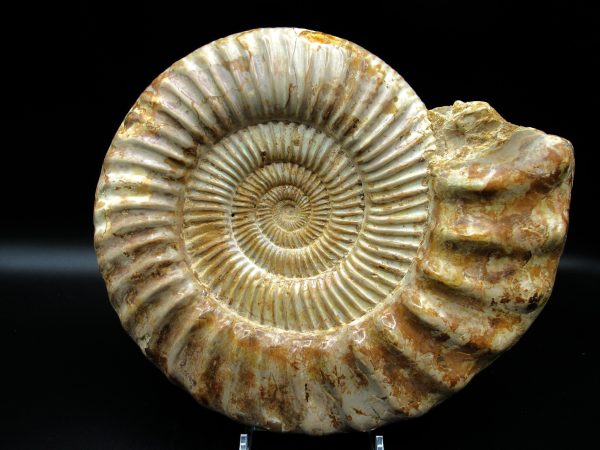 Genuine Jurassic Age Perisphinctes Ammonite Fossil for Sale from Madagascaar #28b