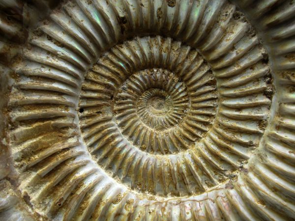 Genuine Jurassic Age Perisphinctes Ammonite Fossil for Sale from Madagascaar #28c