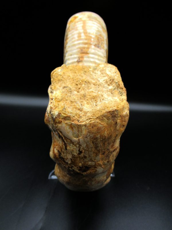 Genuine Jurassic Age Perisphinctes Ammonite Fossil for Sale from Madagascaar #28d