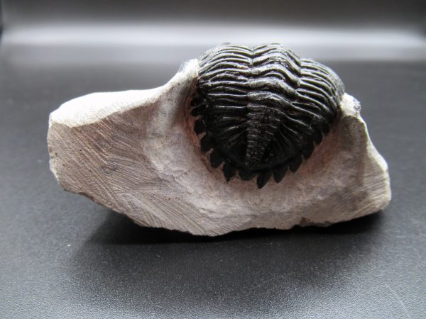 Genuine Devonian Age Hollardops Trilobite Fossils for Sale from Morocco #10b