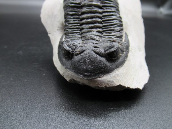 Genuine Devonian Age Hollardops Trilobite Fossils for Sale from Morocco #11a